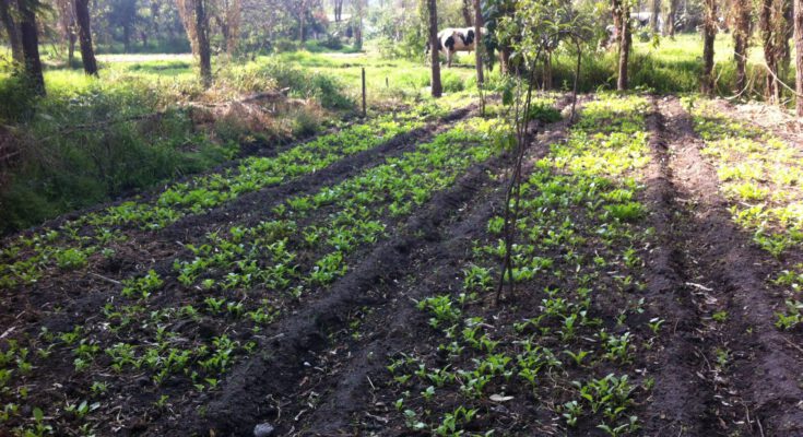 Heutiger Anbau auf einer Chinampa in Xochimilco